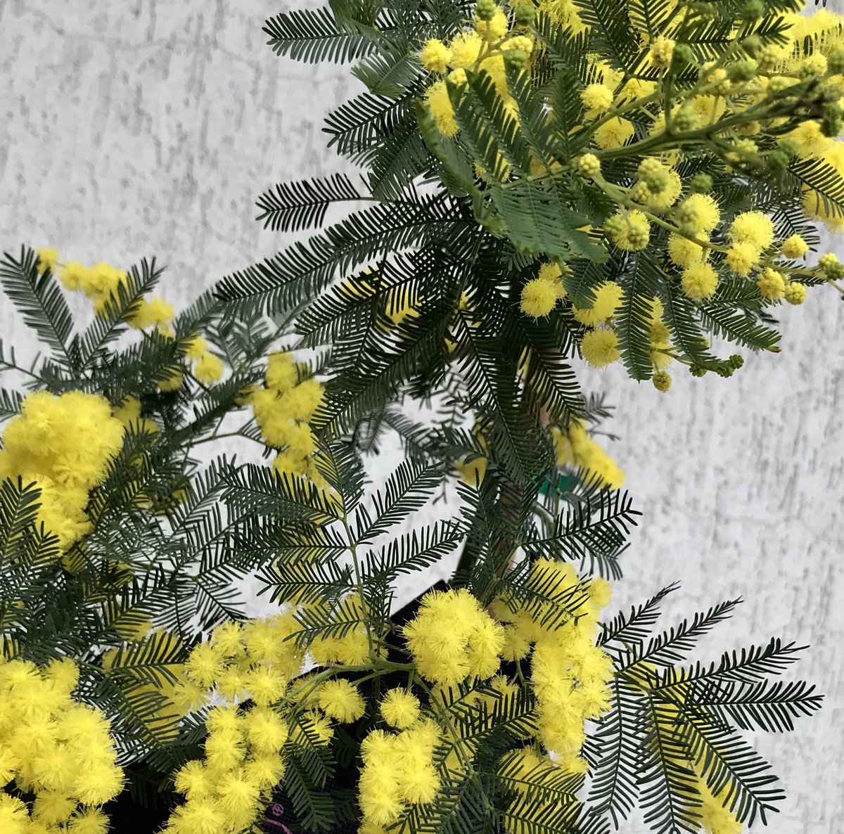 Dario Vigano' foto (@dariovifoto) on Twitter photo 