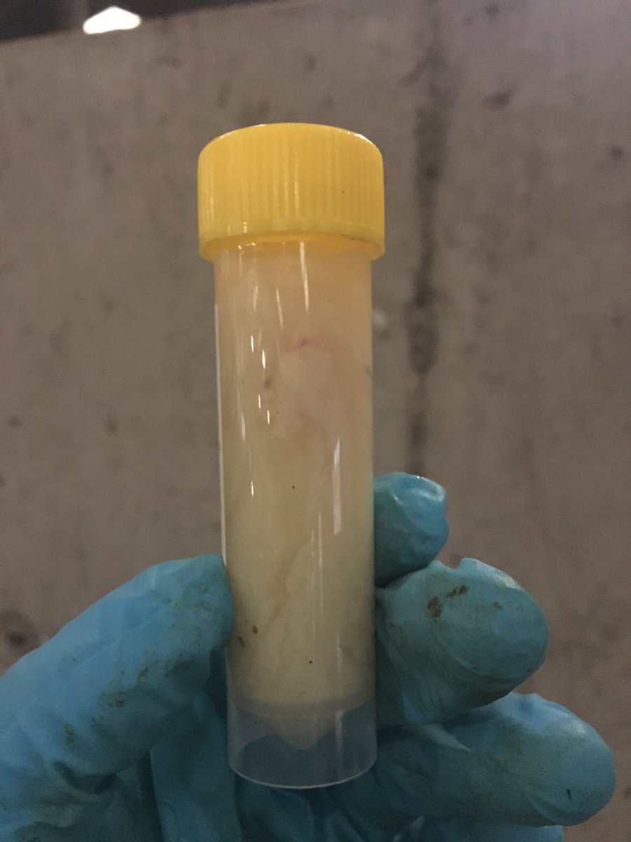 N_J_Ryan's tweet photo. Endometritis or mastitis milk? You decide #enjoyyourbreakfast #bovinereproduction #bovineimmunology https://t.co/SwNtCsZymy