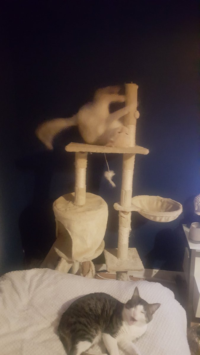 SteveZeCat tweet picture