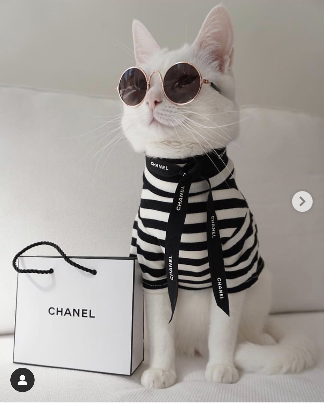 chanel cat collar