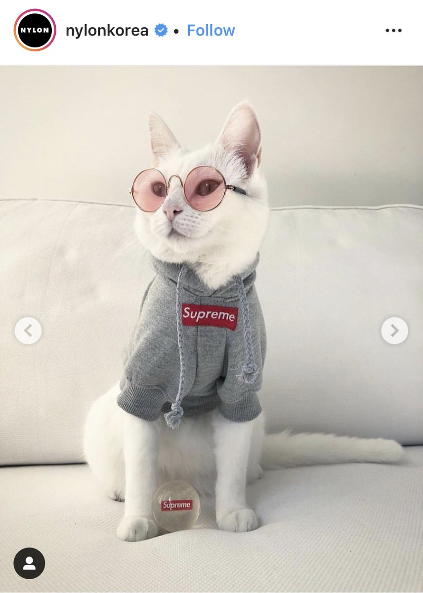 coco chanel cat collar