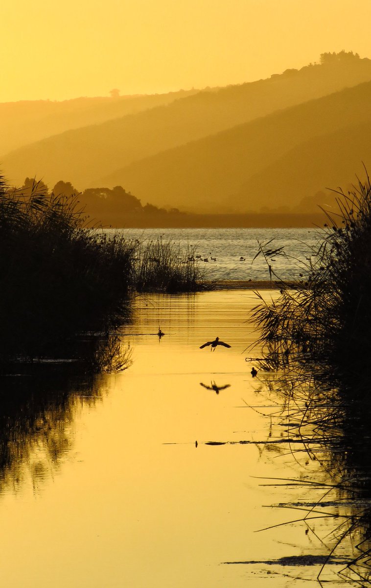 Travelbug Rose🐞 tweet media