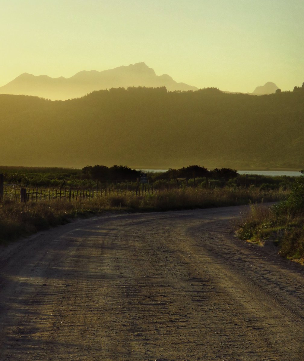 Travelbug Rose🐞 tweet media