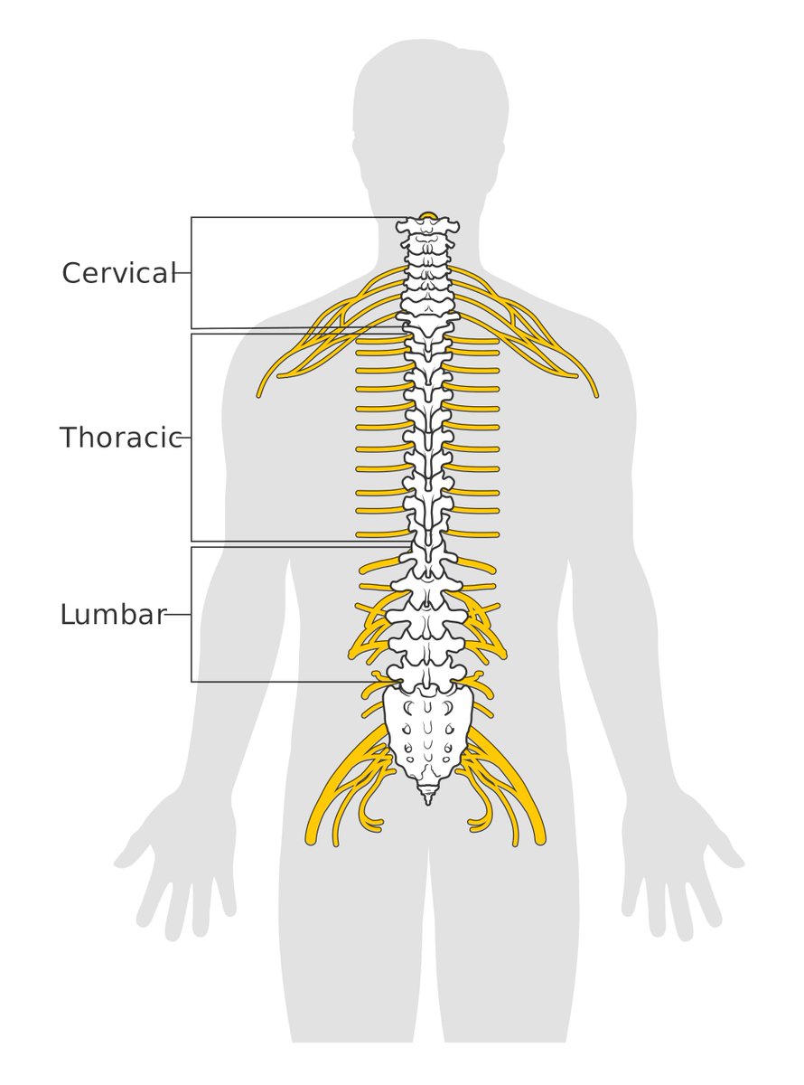 Scientists identify gene partnerships that promote spinal cord regeneration
#tismet2019 #tissueengineering #regenerativemedicine #london #europe #spinalcord #regeneration #scientist #gene #identify
More: bit.ly/2L0gq72