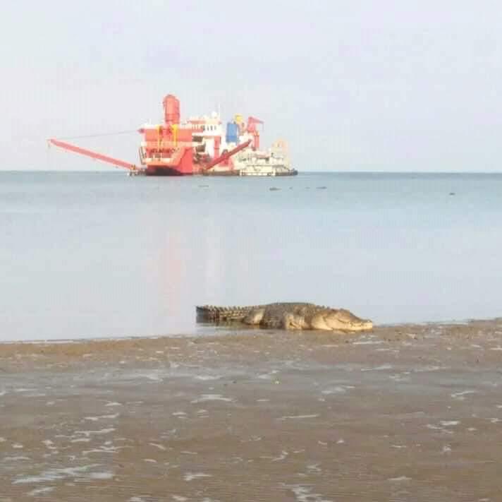 Dili_Matt's tweet photo. Spotted just outside Dili at Tibar Bay, #TimorLeste today https://t.co/rRu7u1O0X0