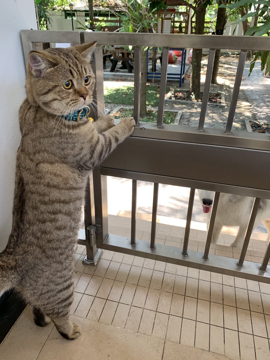 โทระเอง三⭐️とらです tweet media