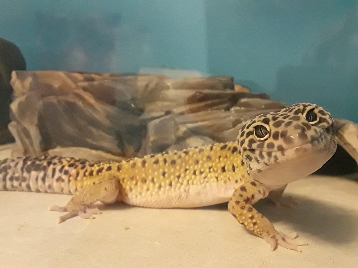 Milkshake 💜 tweet media