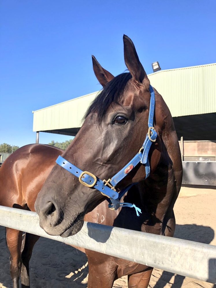 sharingwinners's tweet photo. Good luck to all our owners and connections of Vin Du Jour. She heads to Canberra for the Listed Canberra Guineas @clanbrooke @beermitchell #gottabeinit #govinny https://t.co/KzRxbe112c