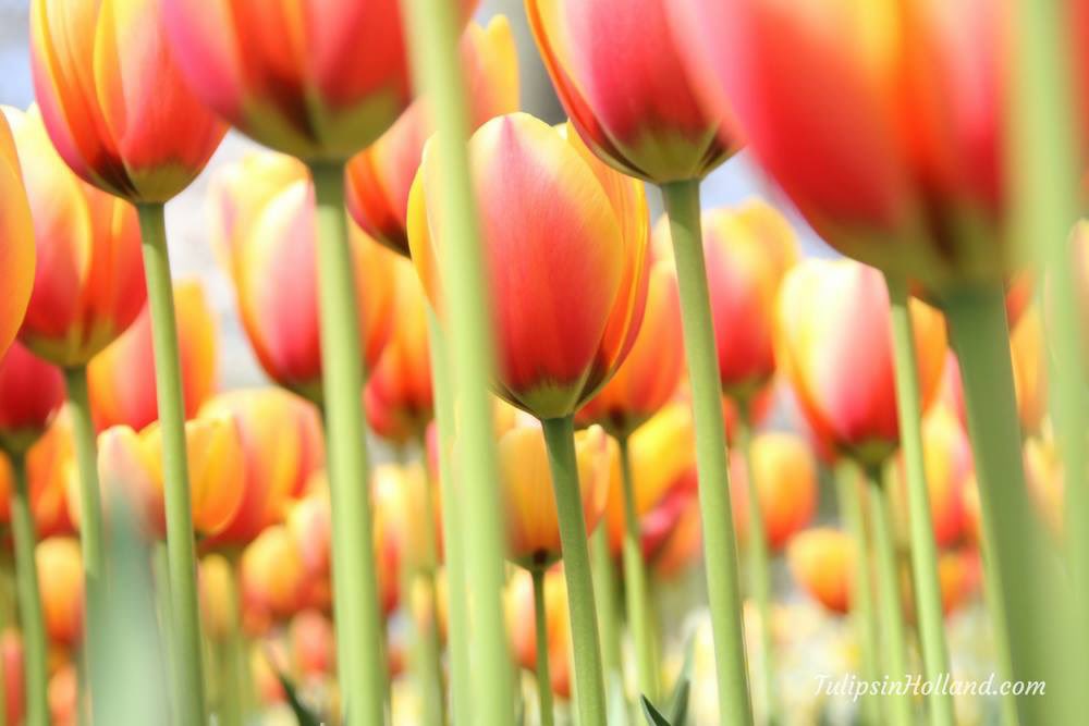 Tulips in Holland tweet media