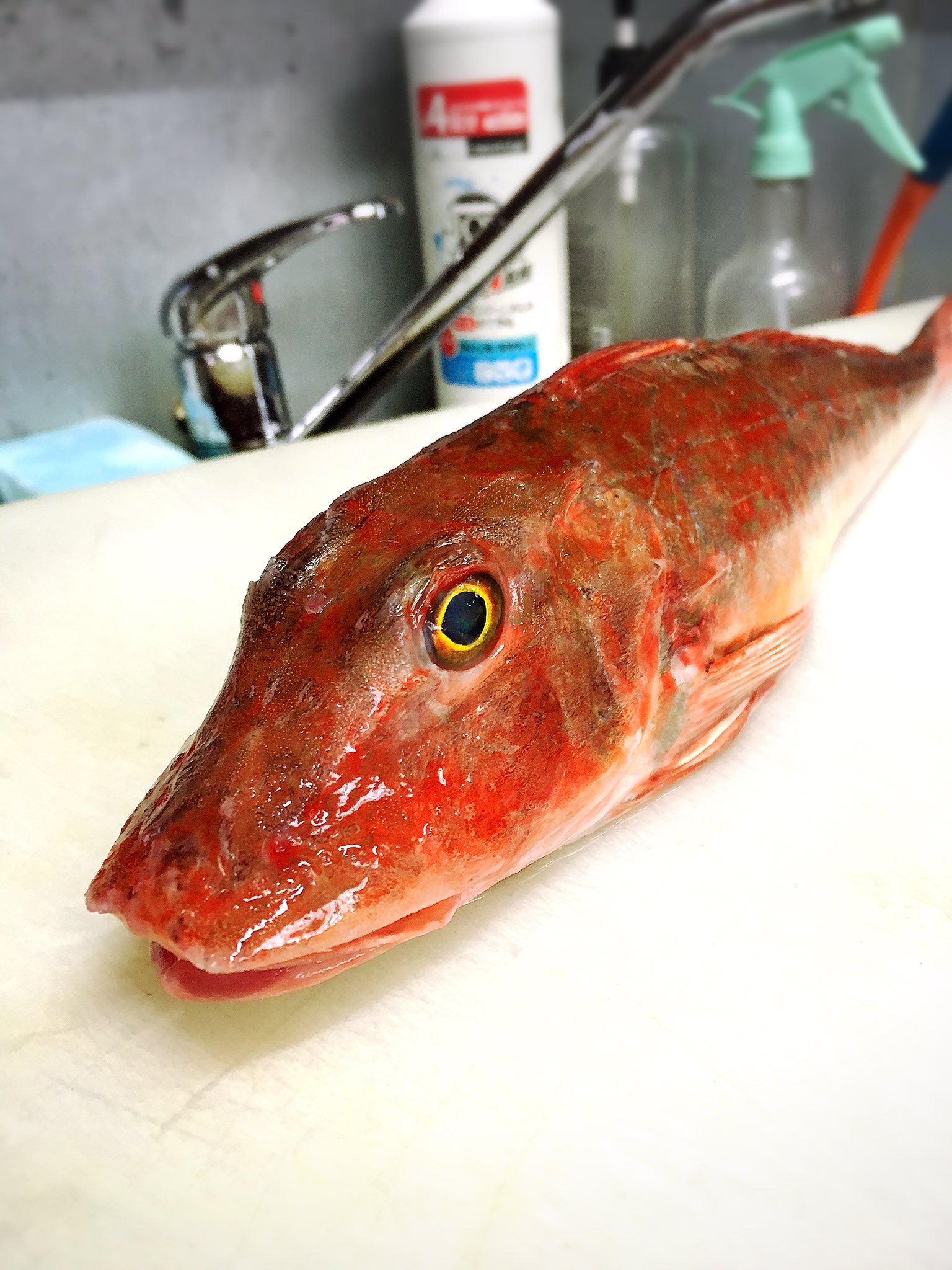 Twitter এ 海鮮居酒屋 豊しん 今日はお久しぶりの大型ホウボウ入荷です 刺身 しゃぶしゃぶで出します 鍋は 天然ブリしゃぶ鍋1380 ホウボウしゃぶしゃぶ鍋1780 ブリとホウボウのハイブリッド鍋 1580 鍋ご希望の方はご予約の上ご来店ください 029 852 6639 T