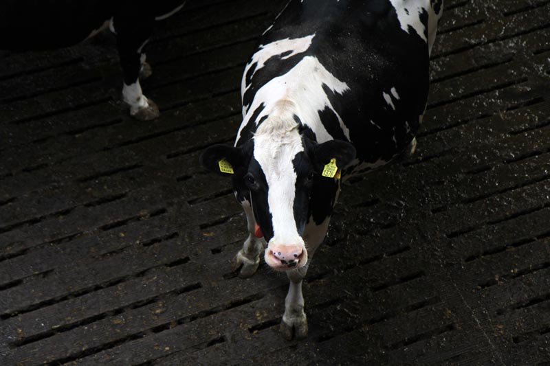 Vabnet's tweet image. #Fosfaatrechten in de praktijk. Studiebijeenkomst voor #agrarisch #bedrijfsadviseurs op 4/4. ow.ly/NjPh30nVog1