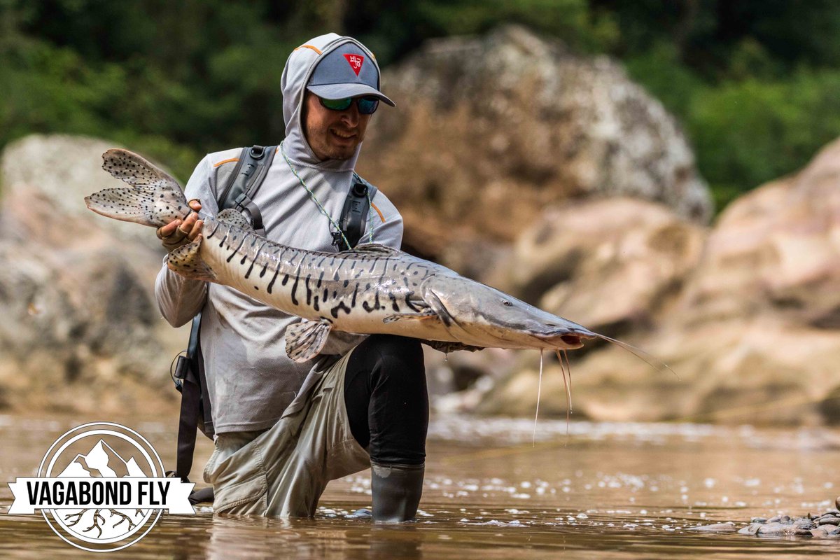 VagabondFly's tweet photo. #FishPornFriday Freaks of the jungle.. #Surubi are just mad looking fish &amp; what a fish to chase in-between violent encounters with #GoldenDorado. 
Angling Frontiers #purposefullylost #itonlycountsonfly https://t.co/NaNpRt83Xi