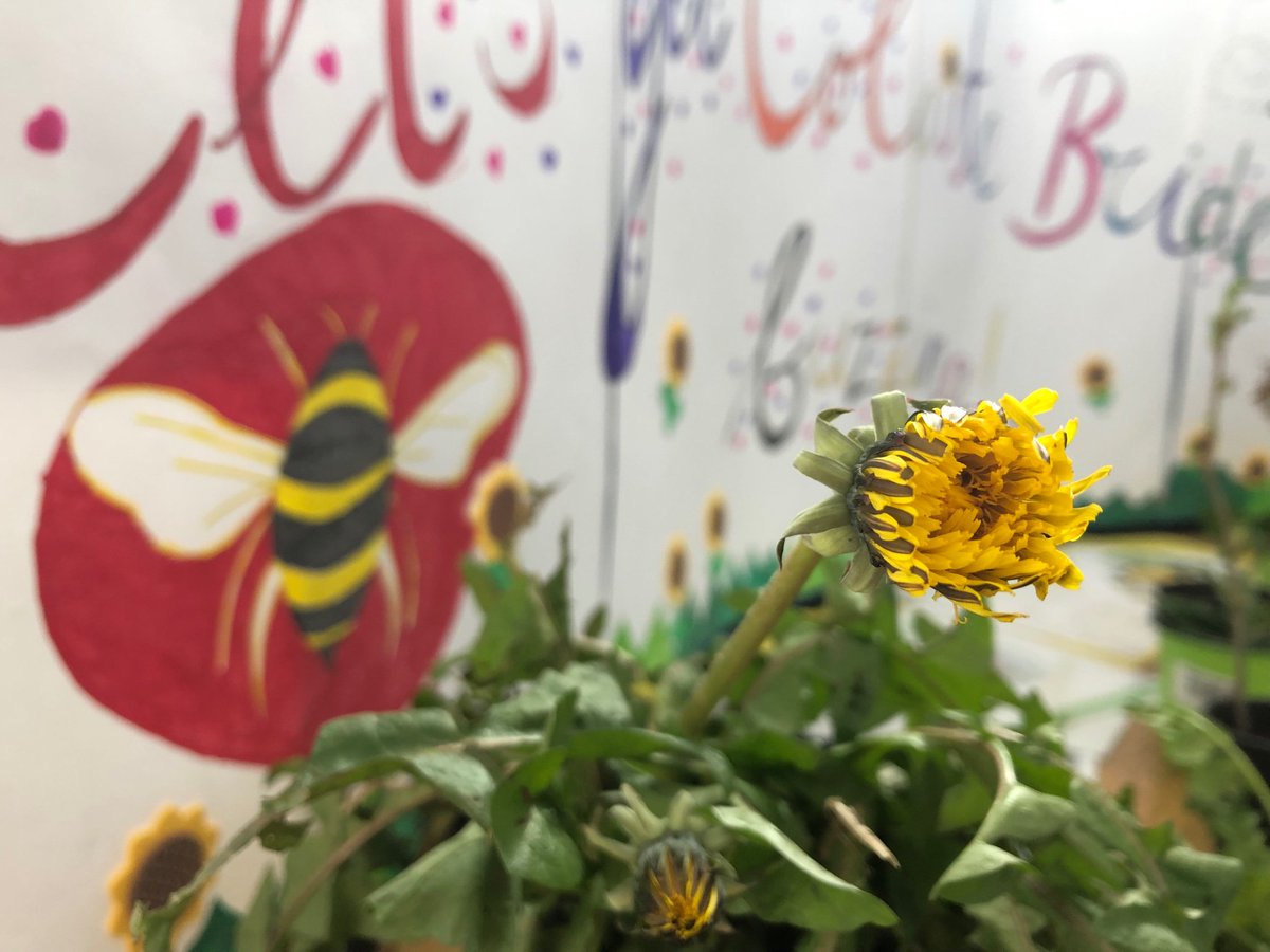 emaherart's tweet photo. Let’s get Colaiste Bríde Buzzin’! The Bee Projects information stand yesterday showcasing some pollinator plants from the garden &amp;yummy raw Irish honey courtesy of Ms. Harrington! What a great experience for all involved! 🐝💛
#cbwellbeing @Colaistebride https://t.co/oaj0fYCnXz