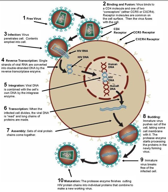 STD2019's tweet photo. The #HIV being the trending #STD has caught the attention of researchers who constantly work towards its elimination. Its activity on the cell is shown below. To know more about it attend @STD2019 https://t.co/6smkRnl0bY