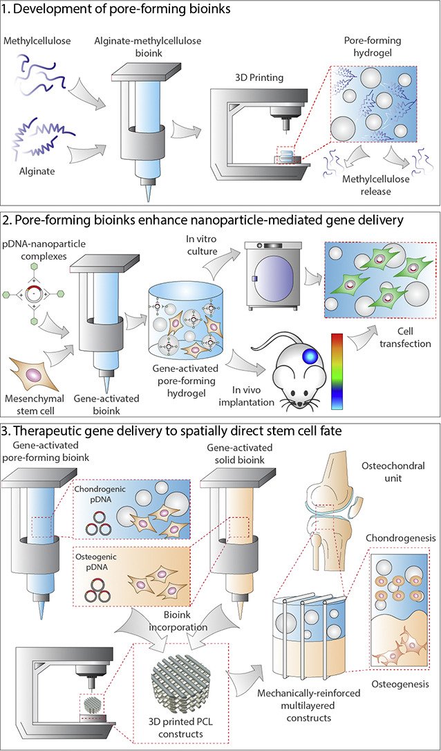 The last study of @TomyG90 PhD was just published in <a href="/JCRnEDITORS/">J Controlled Release</a> 
'Pore-forming bioinks to enable spatio-temporally defined gene delivery in bioprinted tissues'
doi.org/10.1016/j.jcon…
Another <a href="/ambercentre/">AMBER</a> collaborative project with <a href="/fjobrien/">Prof. Fergal O'Brien</a> , funded by @scienceirel