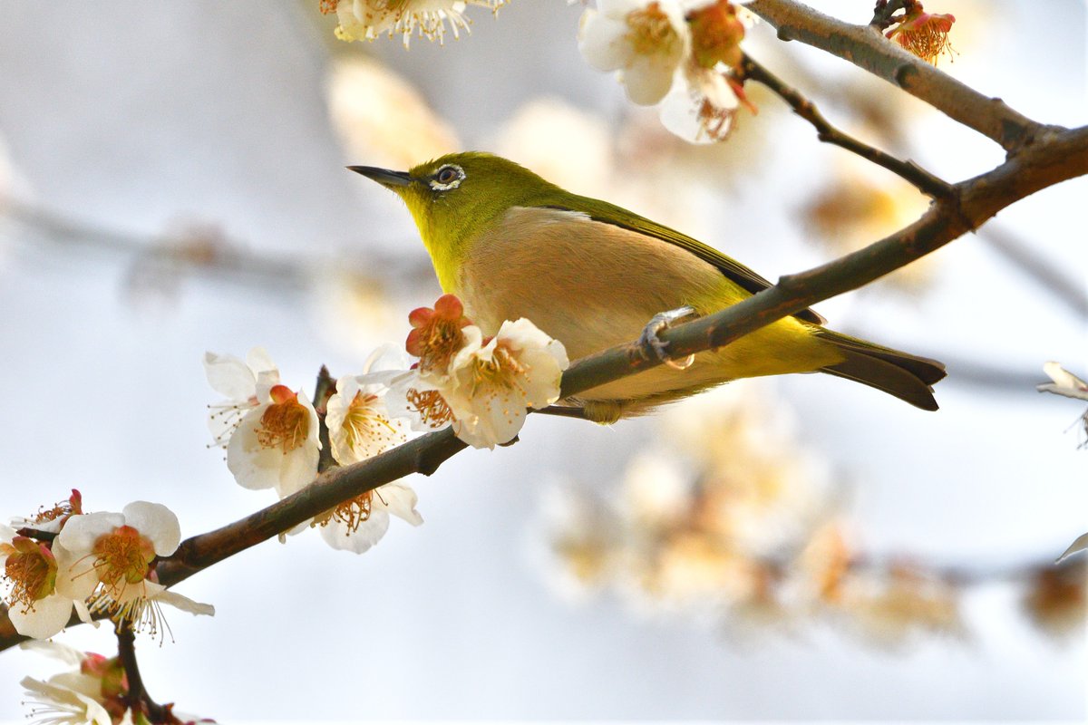 ট ইট র Waniwani1968 梅とメジロ 花札 ウグイス 花札に梅とウグイス ってのがありますが あれはどう見てもメジロ が描かれているんですよね あれのせいでメジロとウグイスさんが混同されてしまうんだと思っております 笑 1枚目 梅とメジロ 2