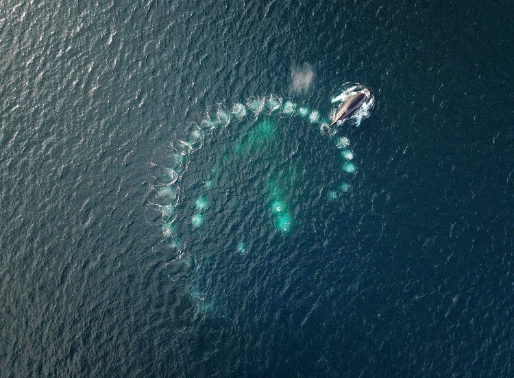 #صورة_الاسبوع
#week_photo 

BY:Vadim Balakin
Photo Name:Humpbacks ' bubble net feeding

وصف الصورة: شبكة التغذية الفقاعية هي تقنية فريدة من نوعها تستخدمها الحيتان الحدباء، حيث تسبح مجموعة من الحيتان في دائرة متقلصة تهب فقاعات اسفل مدرسة الاسماك لتجبرهم على الصعود.

#shct