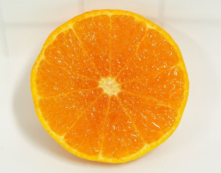 柑橘の断面図カタログ19