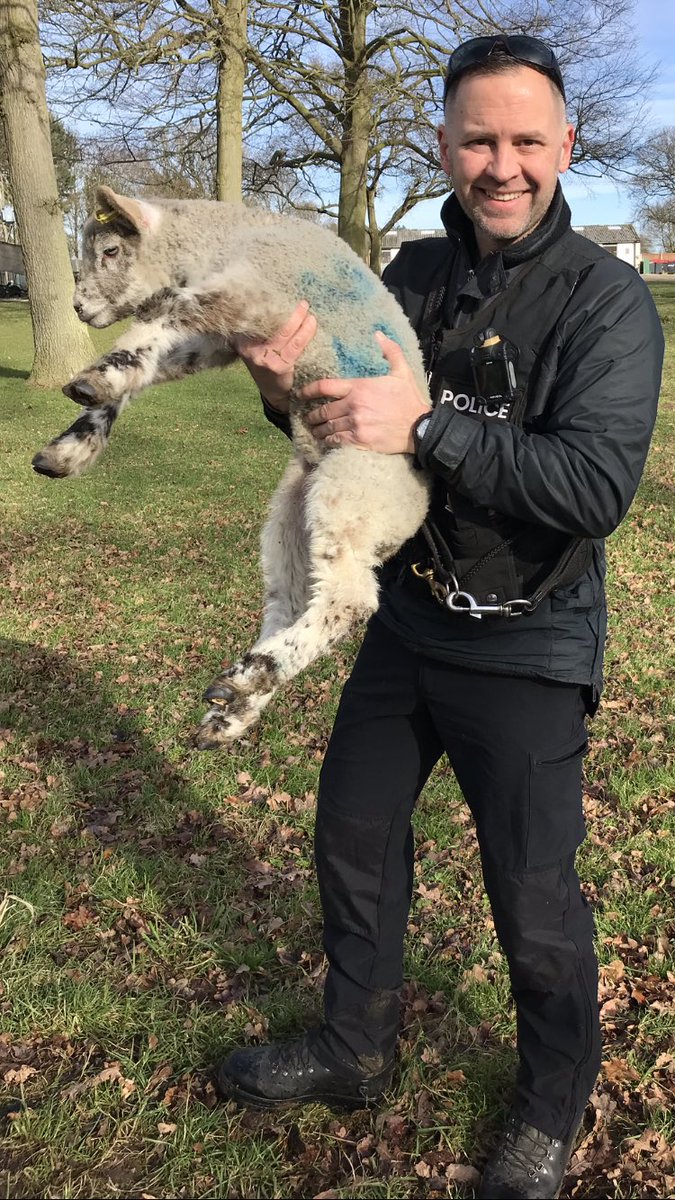 NSPoliceDogs's tweet photo. It’s not just human lives that matter, PD Harry located a stuck lamb this morning on his leg stretch!! Missing for nearly a week, well done Harry 🐕 #53 https://t.co/VHLZ497M1g
