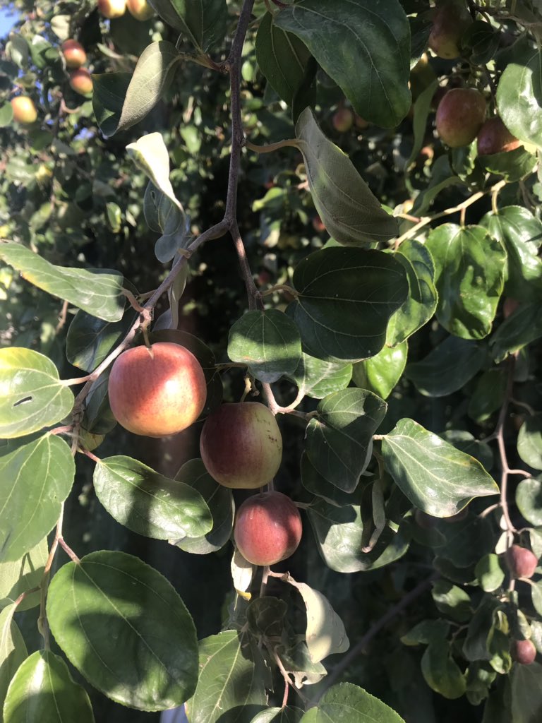 He2010Sayed's tweet image. @aljubailtoday1 
sayed _ismail
مزارع البوعينين وجهتك الجمعه ٨ مارس استرد قيمه بنزين مشوارك عند شراء خضروات بقيمه ١٧٠ ريال وكمان عرض المجموعه ٥٦ ريال ( طماطم محمي خيار كوسه باذنجان فلفل حار جزر بطاطس بصل ثوم ) الكل ٥٦ ريال ٠٥٦٨٢٥١٦٧١ maps.google.com/?q=26.892773,4…