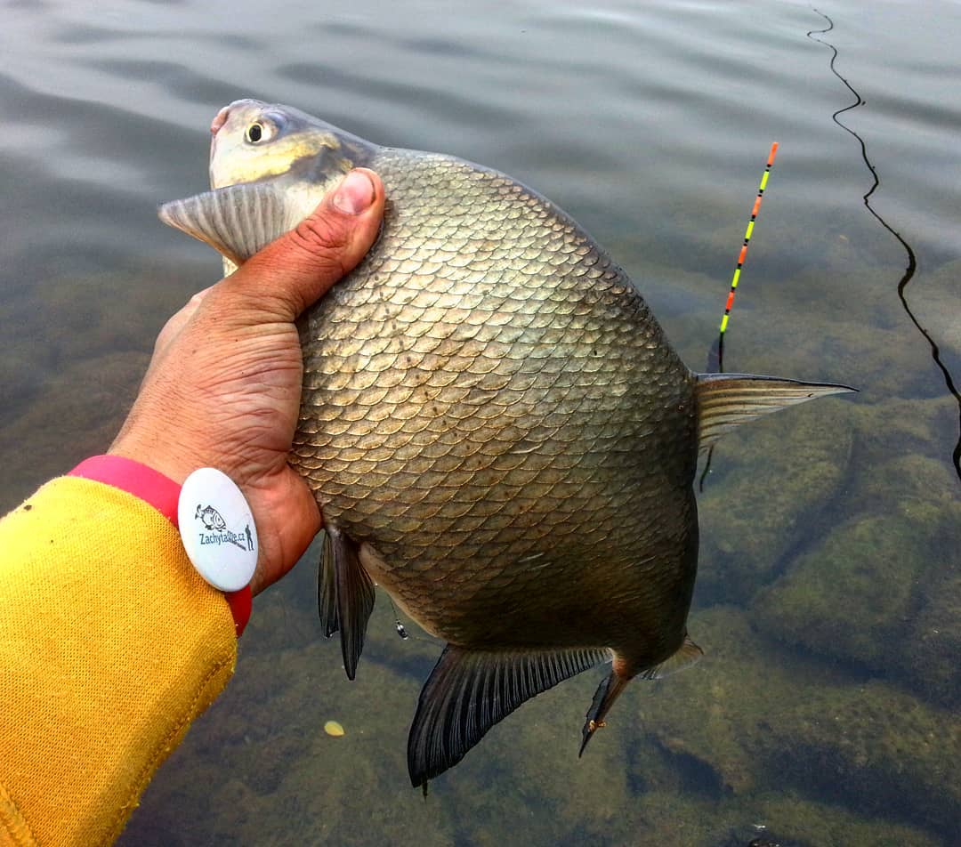 zachytame's tweet photo. Spring #floatfishing for #breams. Beautiful weather, good temperatures, frequent #fishing. It was beautiful. https://t.co/JVQILstJpy