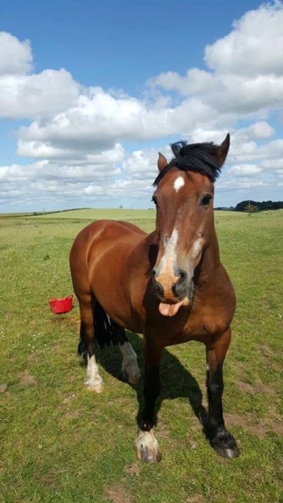 HorseDialog's tweet photo. We love this cheeky photo from Dave and Trish. Have you taken any pics of your horse today? 📸 
#Horsehour #HorseBlogger #EquineBlogger https://t.co/MxDW21kNvq