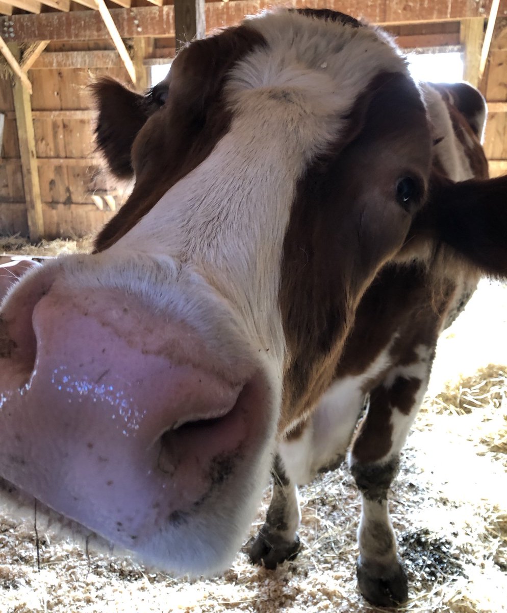 CASanctuary's tweet photo. How’s your week going? If you need a smooch from Tucker, he’s ready to give you one 😘 https://t.co/oqoV5H6qPf