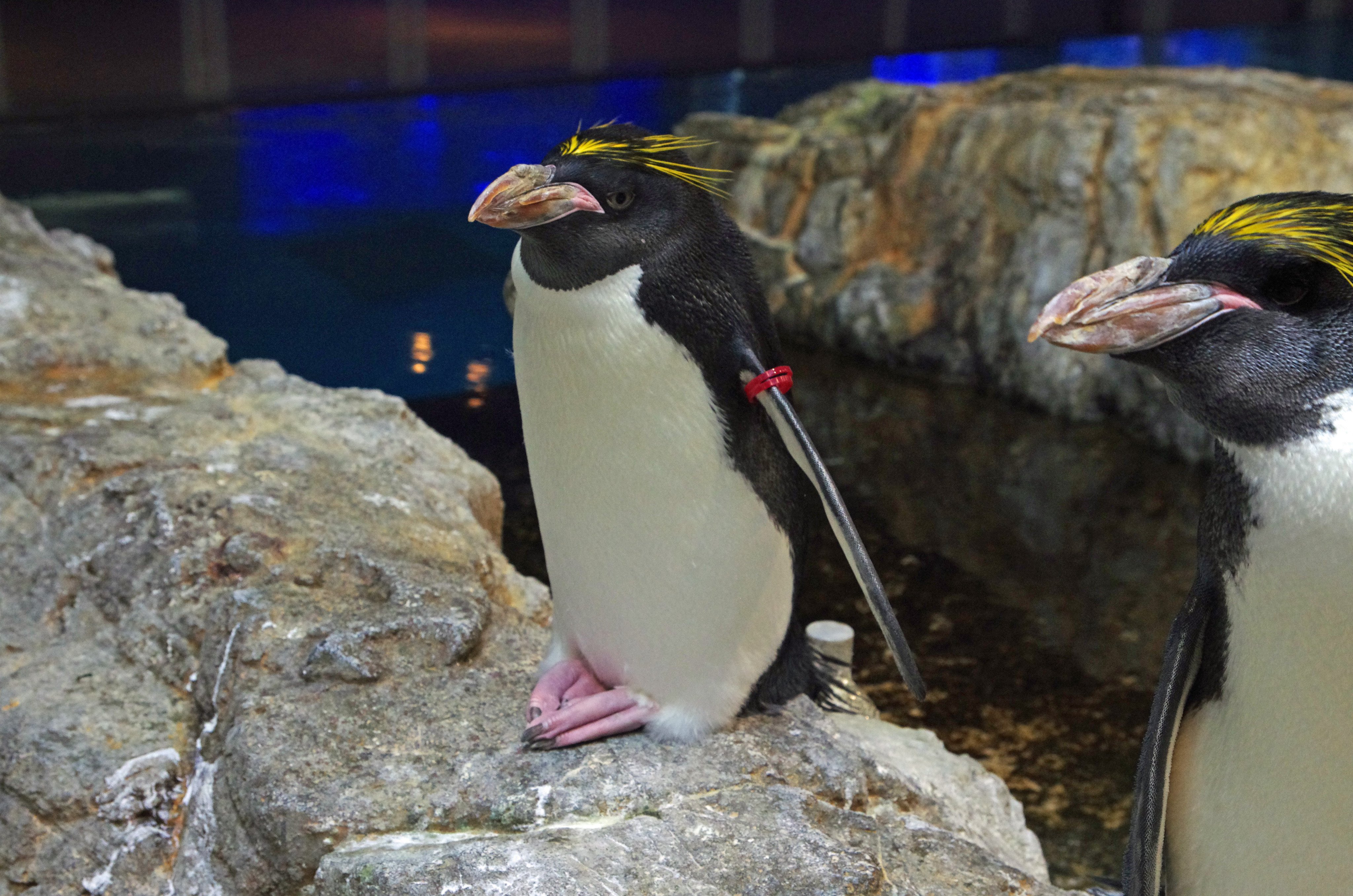 長崎ペンギン水族館 公式 今日のペンギン マカロニペンギン マカロニ は イタリア語で おしゃれさん 伊達男 という意味です 食べ物ではありません 長崎 ペンギン 水族館 マカロニペンギン T Co X3kyfgd8x9 Twitter