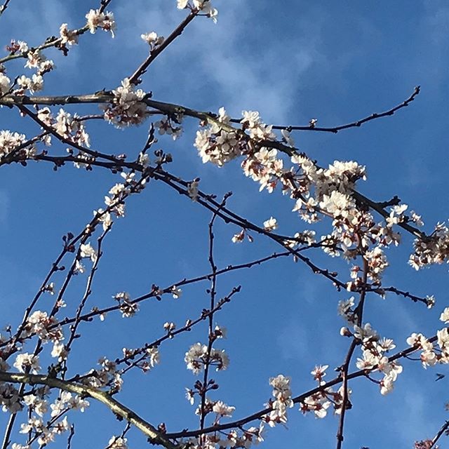 Today. Too pretty not to post ...
.
.
.
.
.
.
.
#springhassprung #spring #sussex #lewes #blossom ift.tt/2UpmOdC