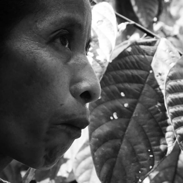 Chocolate Tree (@choctree) on Twitter photo #internationalwomensday A shout out today to honour the awesome women working with cacao & chocolate. Keep up the great work 🍫💃❤ 🌎 The world needs you 365 days of the year.
Pic. Of Dona Olga at Lachua, Guatemala <a href="/uncommoncacao/">Uncommon Cacao</a> 2018
#womeninchocolat… ift.tt/2VMtGSB #internationalwomensday A shout out today to honour the awesome women working with cacao & chocolate. Keep up the great work 🍫💃❤ 🌎 The world needs you 365 days of the year.
Pic. Of Dona Olga at Lachua, Guatemala <a href="/uncommoncacao/">Uncommon Cacao</a> 2018
#womeninchocolat… ift.tt/2VMtGSB