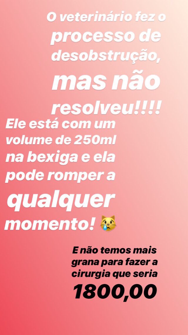 galvãø tweet media