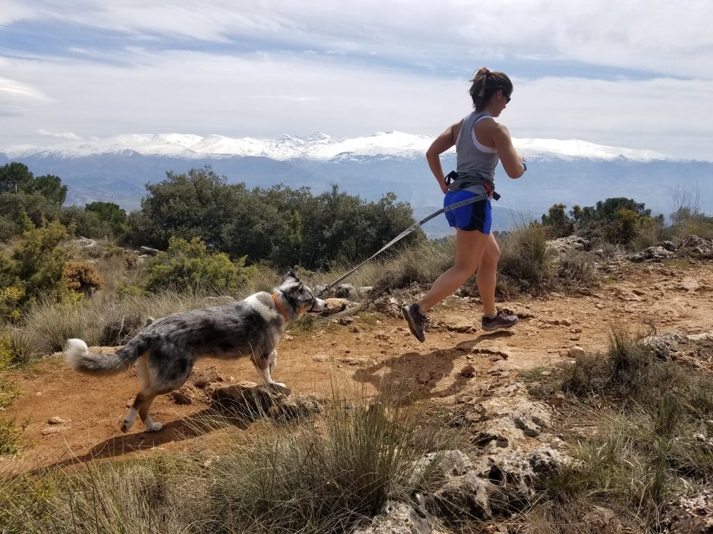 The 11 Best Dog Breeds for Running longhaultrekkers.com/the-11-best-do…
