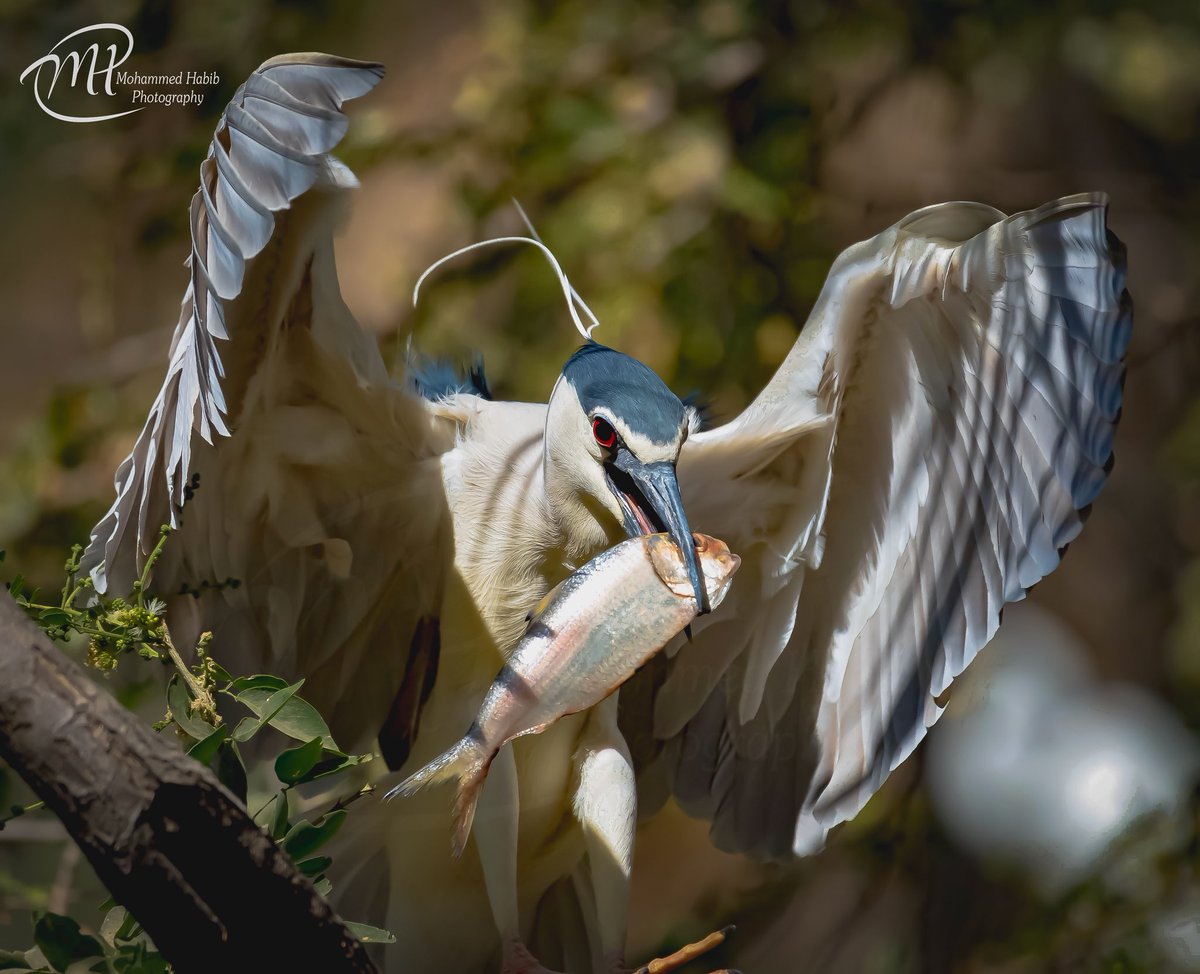 #BlackCrownedNightHeron with its meal... @Avibase