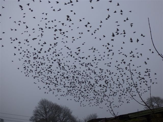 ElmetFarmhouse's tweet photo. All in a flap: #murmuration of #starlings in #CrimsworthDean #HebdenBrige this morn. Misty day but they've obviously got that #fridayfreeling! Tremendous chorus of twittering as they briefly alighted, then a whoosh as they took to the skies https://t.co/r7PUa3vk36 @Natures_Voice https://t.co/69ZvhOSApX