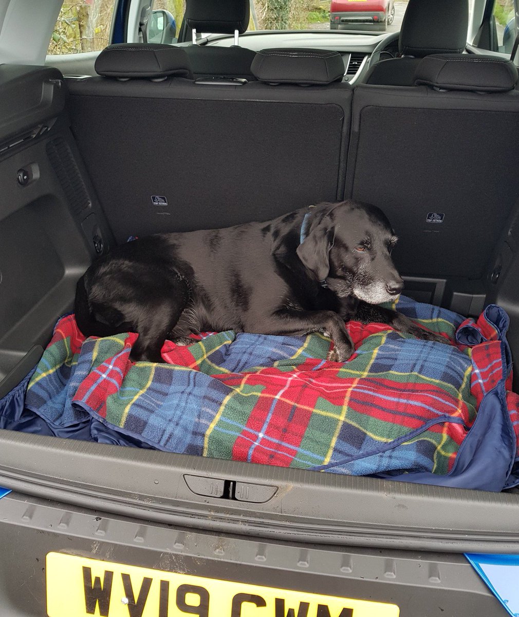 PixiePaganBTWS's tweet photo. 🐶 Woof! Well I am off on my travels! And lucky me, John my hooman has got a new car! 

It is much roomier than the other one, just look at all the space I've got! 

So much more room for me to leave all my hair for him! Woof! 🐶

🐶🚘🐶 https://t.co/khhie1MoTr