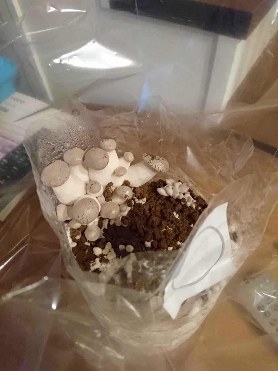 もらったエリンギ栽培キットを開封せずに放置していたらこんなことに すごい 目覚めてしまったか 笑 Togetter