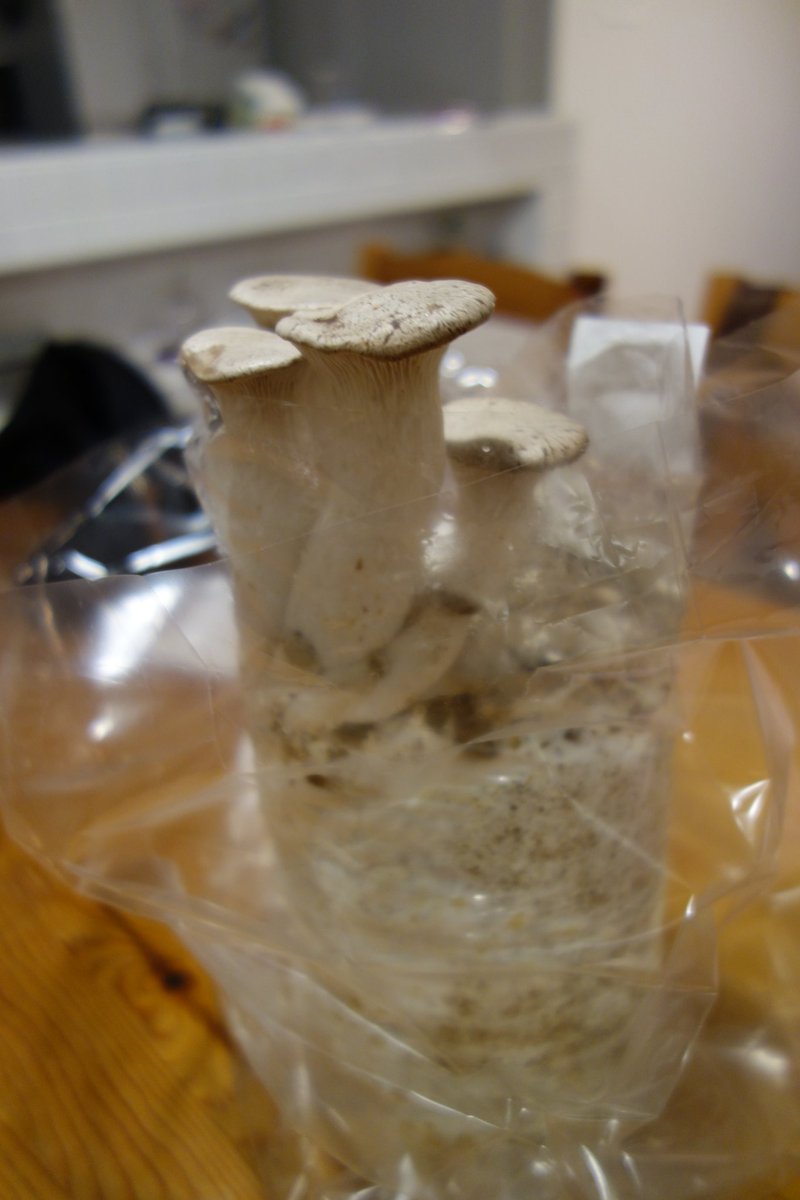 もらったエリンギ栽培キットを開封せずに放置していたらこんなことに すごい 目覚めてしまったか 笑 Togetter