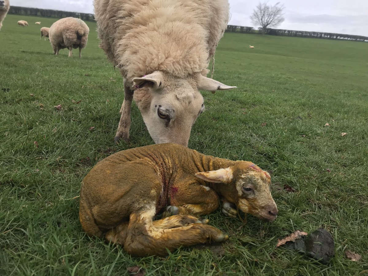 Exe Valley Lamb tweet media