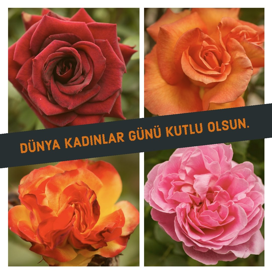 Atilla Karadag (@atilla_karadag) on Twitter photo 