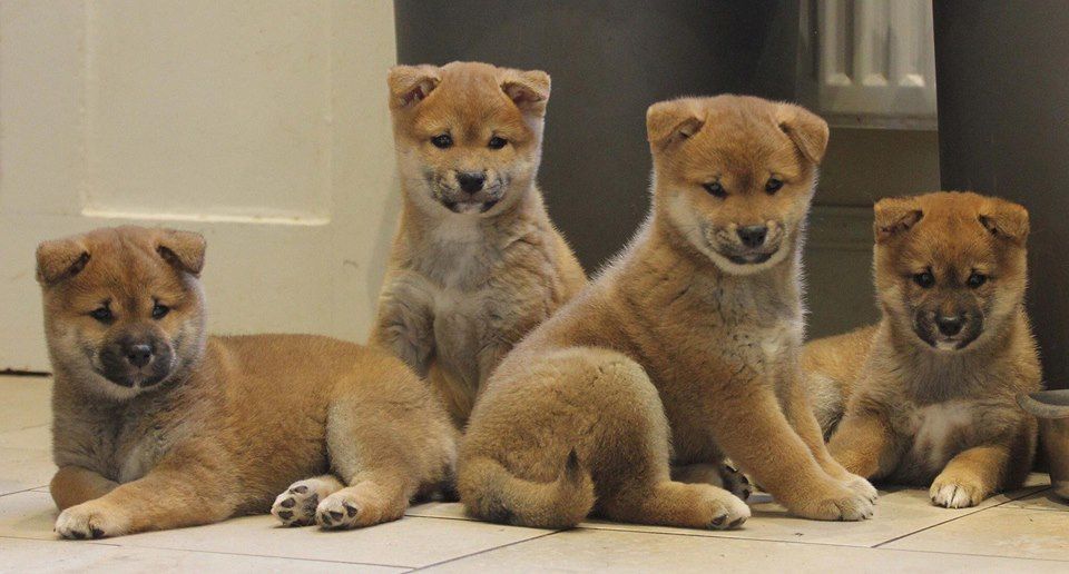 PetsCorral's tweet image. pets-corral.com   
🐶 Pups are KC registered✔️
🐶 5 Generation pedigree✔️
🐶 5 Week insurance✔️
🐶 Fully inoculated✔️
🐶 Microchipped✔️
🐶 Wormed✔️
🐶 Flead✔️
🐶 Pups will leave with all there KC pedigree papers, 1 bag of food, a puppy pack with info, toys, blanket etc...