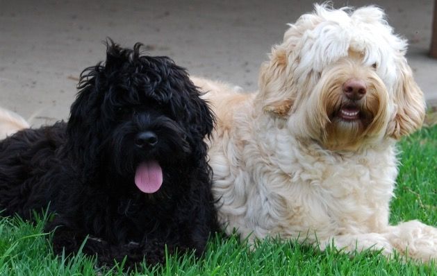 PetsCorral's tweet image. pets-corral.com   
🐶 Pups are KC registered✔️
🐶 5 Generation pedigree✔️
🐶 5 Week insurance✔️
🐶 Fully inoculated✔️
🐶 Microchipped✔️
🐶 Wormed✔️
🐶 Flead✔️
🐶 Pups will leave with all there KC pedigree papers, 1 bag of food, a puppy pack with info, toys, blanket etc...