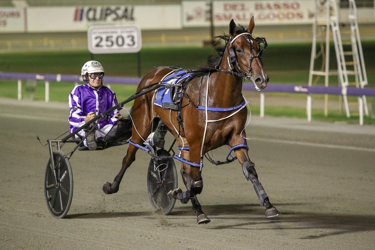 Double Expresso is apparently the best 2yo Ross Olivieri has ever trained and shows up here at very short odds in the first Gr.1 of the night <a href="/GloucesterPark/">Gloucester Park</a>... 

📸: <a href="/scottyhamilton/">Scott Hamilton</a> #WAHarness