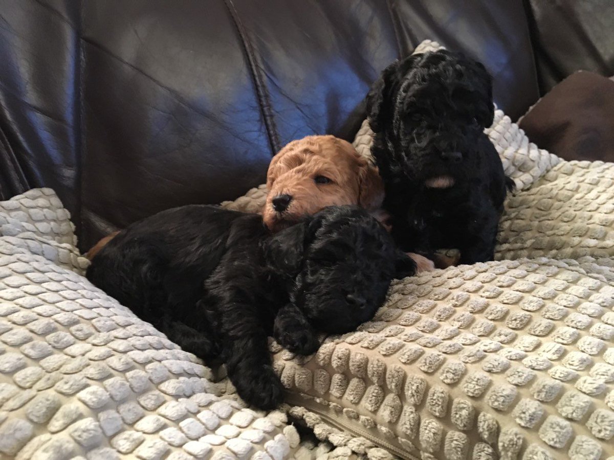 PetsCorral's tweet image. pets-corral.com   
🐶 Pups are KC registered✔️
🐶 5 Generation pedigree✔️
🐶 5 Week insurance✔️
🐶 Fully inoculated✔️
🐶 Microchipped✔️
🐶 Wormed✔️
🐶 Flead✔️
🐶 Pups will leave with all there KC pedigree papers, 1 bag of food, a puppy pack with info, toys, blanket etc...