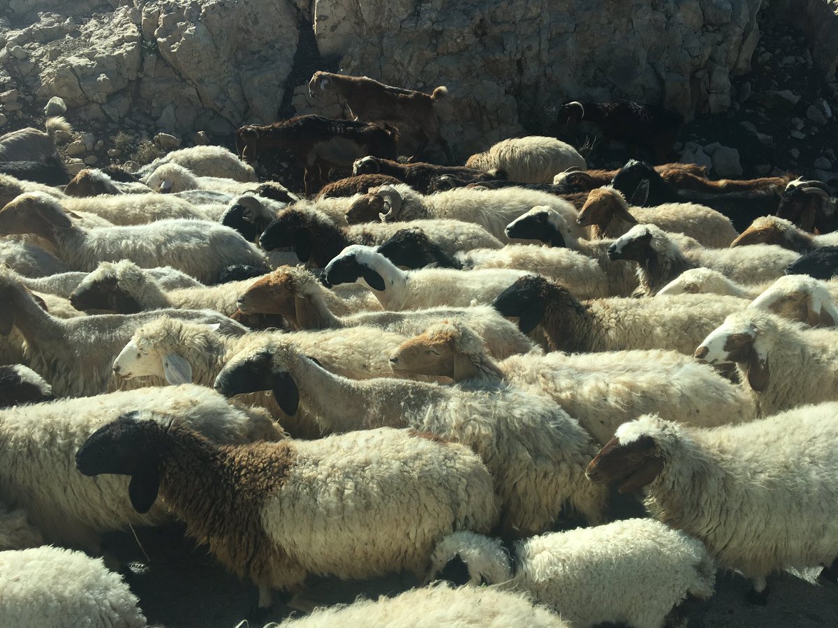 RochelleADavis's tweet photo. #Jordan #springsfs #Georgetown a fantastic spring hike in Petra through the back way arriving at the Monastery for a picnic lunch. Learning about the development of tourism. Plus sheep. And goats. https://t.co/YuNkfGmb0c