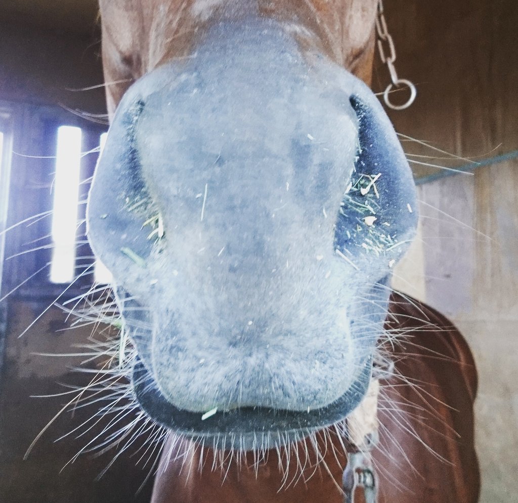 西村りゅういち 馬の鼻は可愛い 馬の鼻 西村りゅういち 馬の鼻は可愛い 馬の鼻