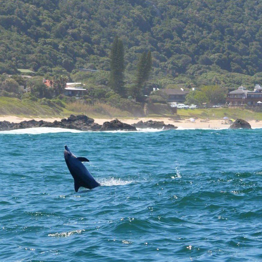 Its #DolphinAwarenessMonth 🐬 Always choose seeing dolphins in their natural habitat and say #thanksbutnotanks