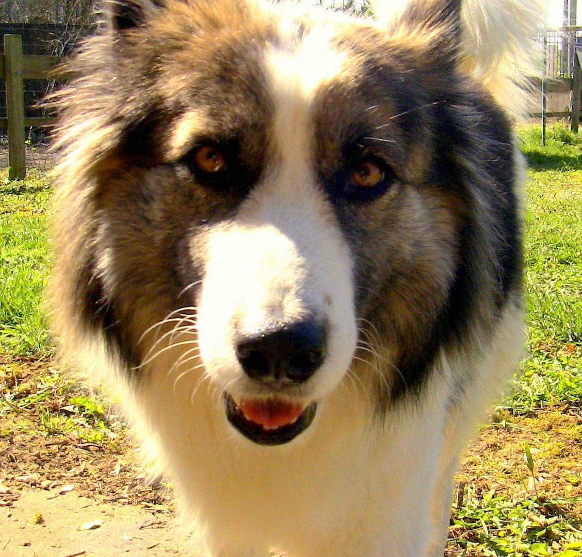 MeltingPets's tweet photo. LAIKO 
Né le 20 avril 2011 (date de naissance approximative) 
25/30kg est un chien originaire d'une fourrière en Roumanie. Rapatrié puis proposé à l'adoption via la SPA, il a rapidement été adopté en novembre 2015. 
LAIKO est adoptable dans toute la France. 
#adoptionchiens https://t.co/3GVGiAHzVI