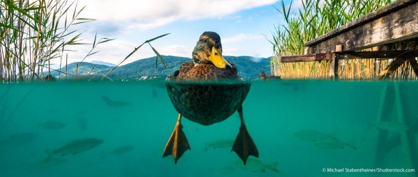 Unsere Wasserlandschaften sind europaweit in Gefahr!
💦💦🌿🧐🧐🌿💦💦
Es ist wichtiger denn je, sich für den Erhalt unserer Flüsse einsetzen.
Nutzt die einmalige Chance, eure Stimme zu erheben:
umweltdachverband.at/themen/wasser/…
📄📄💪🏻☝️😊☝️💪🏻📄📄
#Naturfreunde #RetteUnserWasser