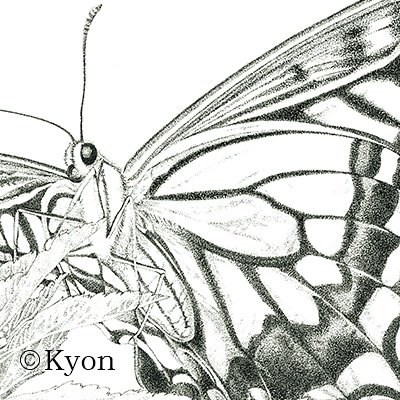 Twitter 上的 Kyon アゲハ T Co Clcxylheil 丸い顔と黒目がちなところがとてもかわいいです 蜜を吸うときよく口吻を前脚で押さえていました 両脚で器用に顔も洗っていました ペン画 点描画 細密画 アゲハ 蝶 イラスト Butterfly Illustration