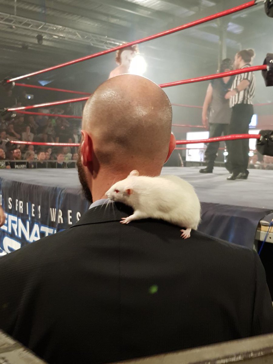 SeanFewster's tweet photo. Quick @WSWWrestlingAUS night two recap: @DreamtimeReid put rats on me.
Fulsome recap later. #wrestling #defendanddestroy https://t.co/uI8eSzMDpU
